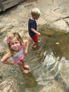 Find tadpoles in the stream at Austin Nature and Science Center